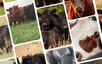 En su último remate del año, Plaza Rural rematará más de 16.000 vacunos.