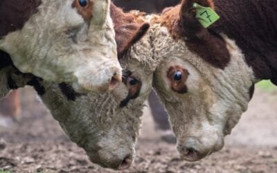 El viernes 6, genética para una ganadería sostenible.