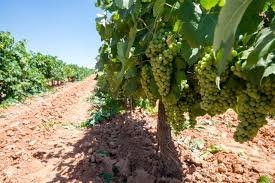 La viticultura patrimonio vivo de nuestra producción