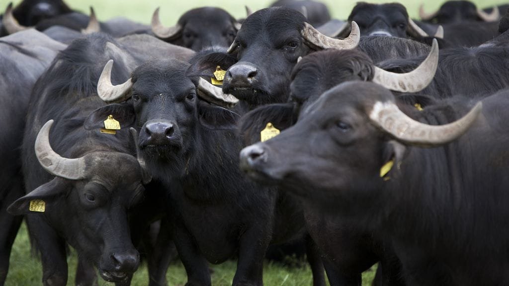 La fiebre aftosa en Alemania, por primera vez en décadas