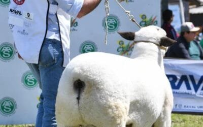 Nueva exportación de ovinos de alta genética