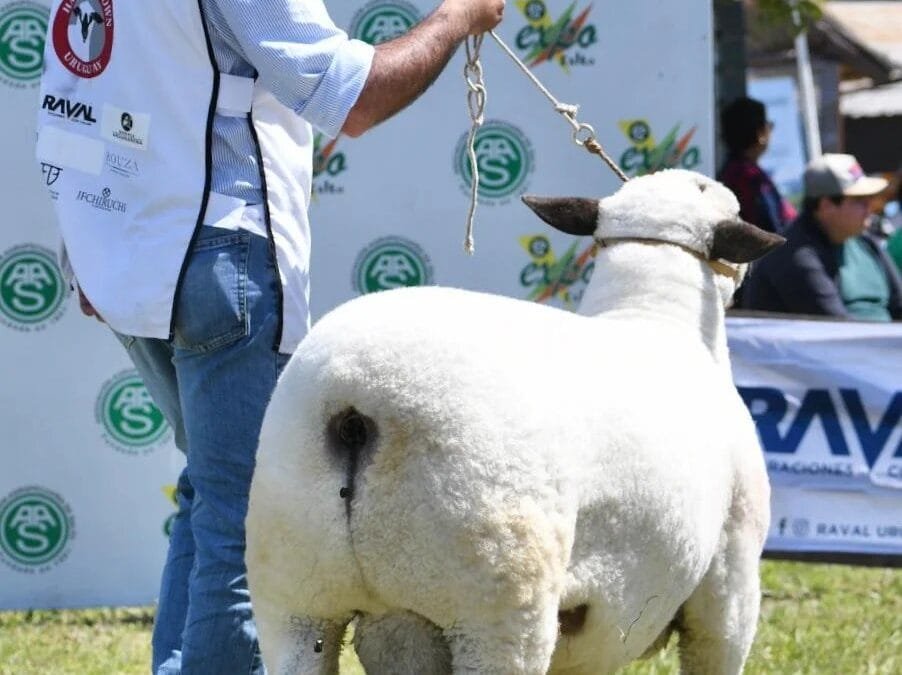 Nueva exportación de ovinos de alta genética