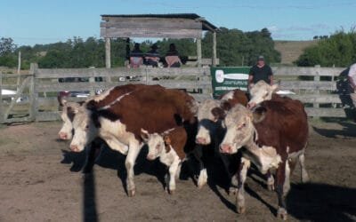 Buen arranque de año en “Mariscala”