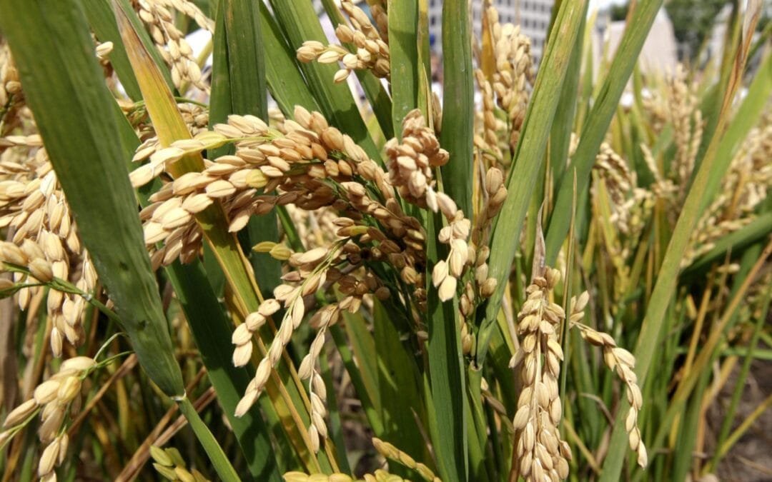 Brasil rumbo al récord