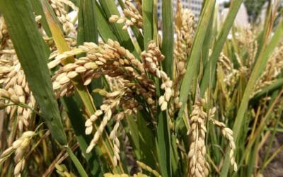 Brasil rumbo al récord