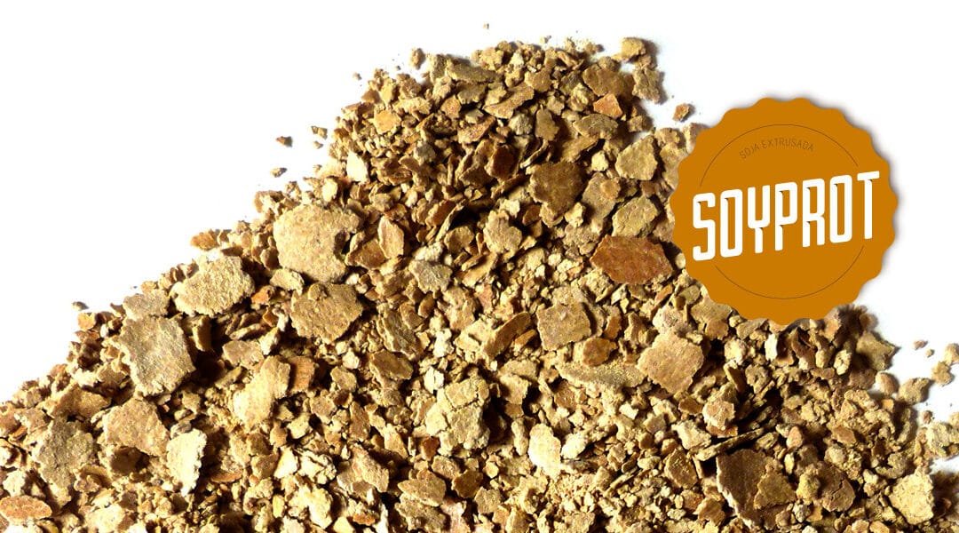 El verano y las pasturas: Ajustes de las dietas de las vacas.