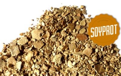 El verano y las pasturas: Ajustes de las dietas de las vacas.