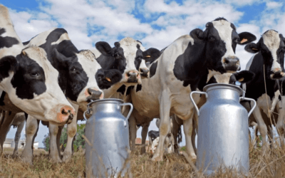 La gripe aviar jaquea a los productores lecheros de EEUU