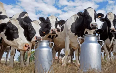 La gripe aviar jaquea a los productores lecheros de EEUU