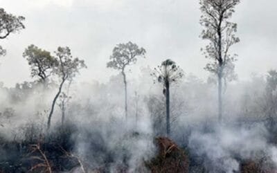 En 2024 los incendios en Brasil aumentaron 79% con sequía extrema; el 73% alcanzó una zona de vegetación autóctona.