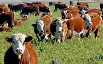 Menor faena y estabilidad en el mercado de haciendas.
