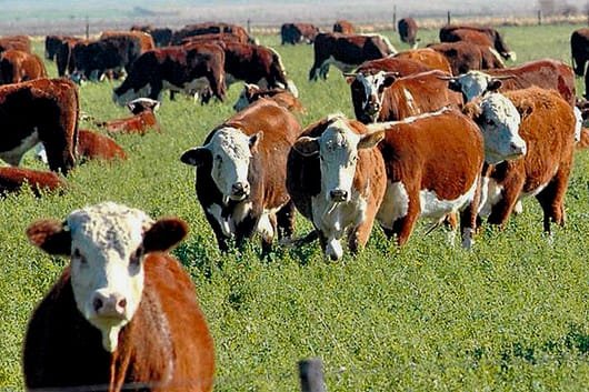 Novillo un 25 % superior al año pasado