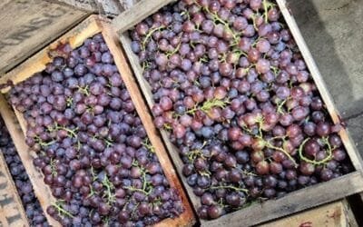 Comienza la zafra de uva Moscatel.