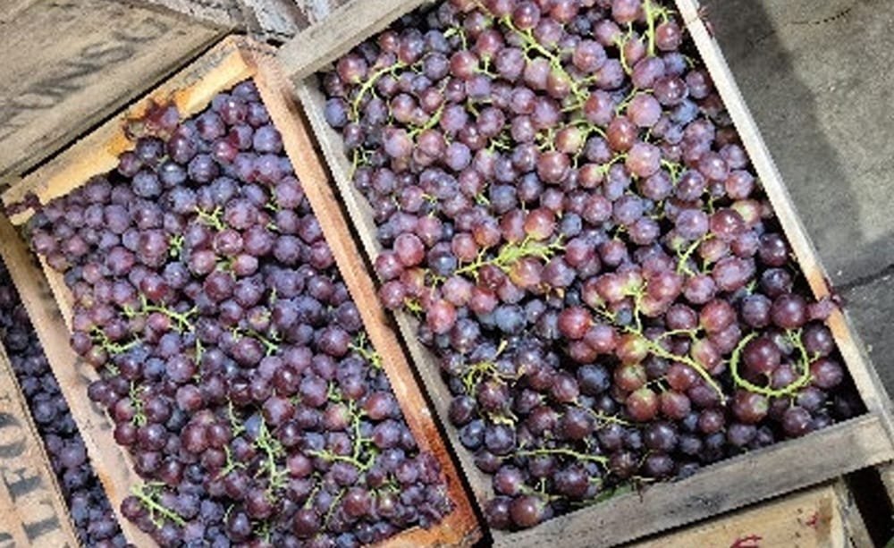 Comienza la zafra de uva Moscatel.