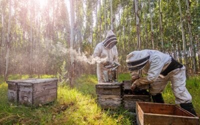Panorama de la apicultura en la zona este