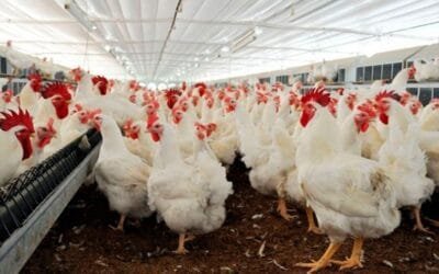 La Cumbre Avícola Latinoamericana 2025 se desarrolla en este enero.