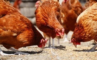 Contra la preferencia de los productores, el Gobierno de Indonesia quiere impulsar el trigo como alimento animal.