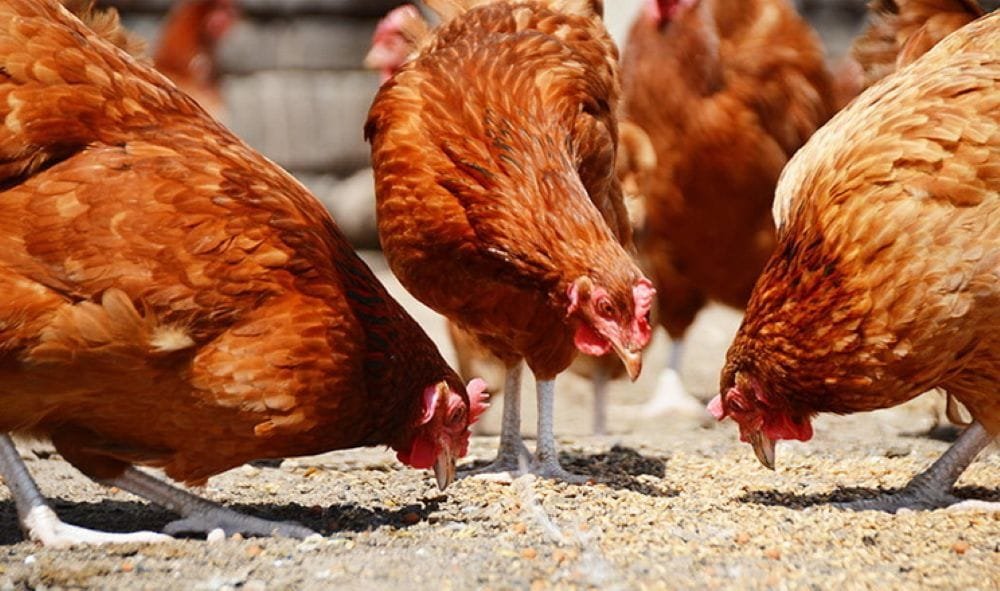 Contra la preferencia de los productores, el Gobierno de Indonesia quiere impulsar el trigo como alimento animal.