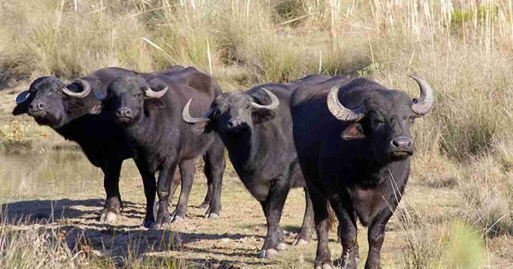 Uruguay suspende la importación de productos desde Alemania e Israel.