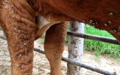 Proyecto piloto en Artigas contra la garrapata