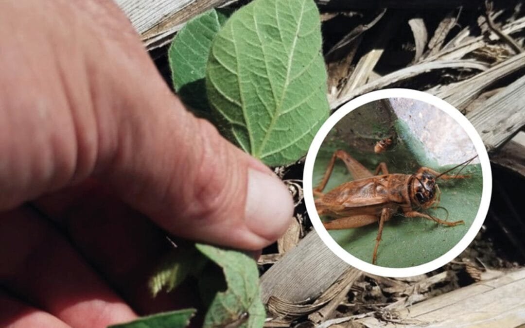 El grillo común amenaza a la soja en Argentina.