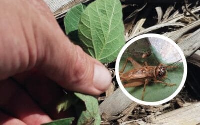 El grillo común amenaza a la soja en Argentina.