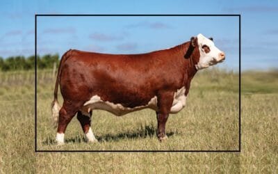 En febrero, dos grandes remates: Hereford de Punta con Plaza Rural y Madres Superiores.