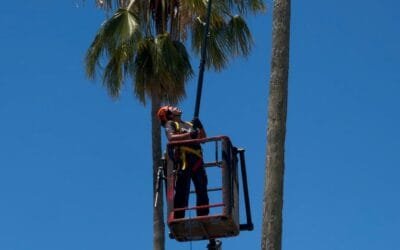 Estrategias para controlar al picudo rojo