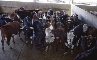 Mas consecuencias por el paro de la Foica