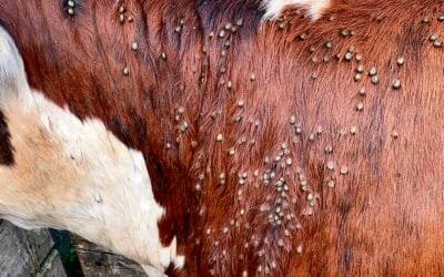 “Es lo peor que tiene el país”