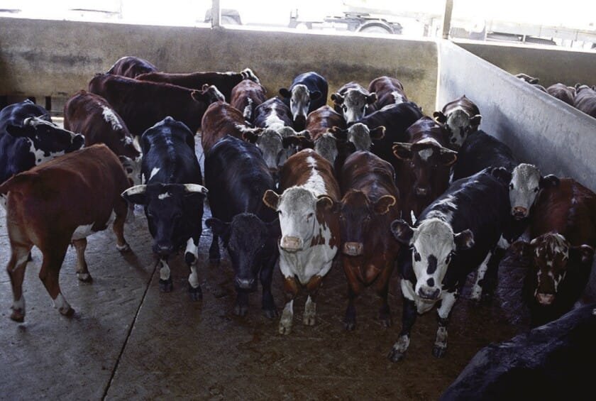 Mas consecuencias por el paro de la Foica