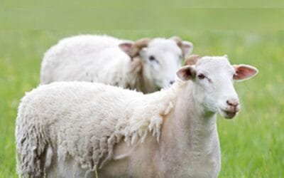 En Nueva Zelanda también crece el interés de los ganaderos por las ovejas que cambian su lana de forma natural.