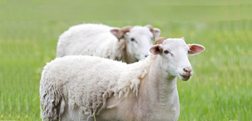 En Nueva Zelanda también crece el interés de los ganaderos por las ovejas que cambian su lana de forma natural.