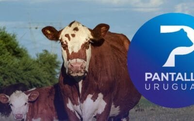 Pantalla Uruguay realizó el primer remate de 2025 con el 86% de ventas.