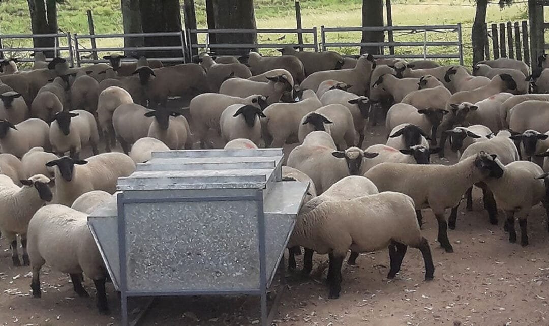Tres plantas concentraron durante 2024 el 66,2% de la faena de ovinos en el país