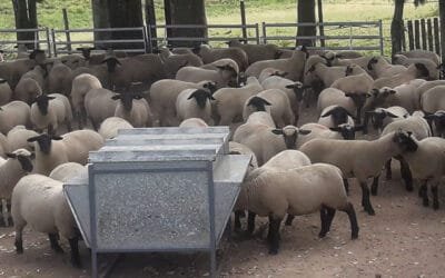 Tres plantas concentraron durante 2024 el 66,2% de la faena de ovinos en el país