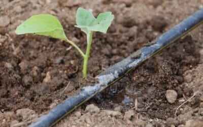 Para regar en verano es bien temprano en la mañana, incluso antes del amanecer
