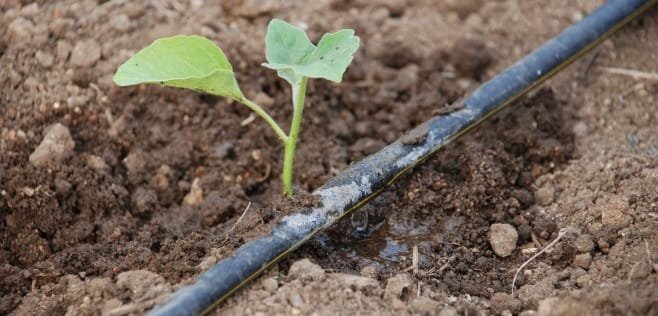 Para regar en verano es bien temprano en la mañana, incluso antes del amanecer