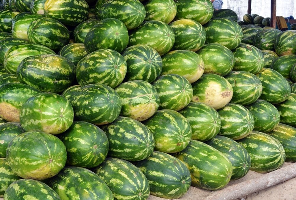 Rivera. En febrero será la 39º exposición ovina y Fiesta de la sandía.