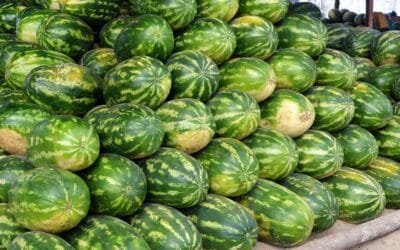 Llega la temporada de sandías.