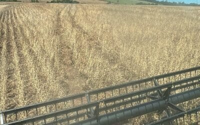 Paraguay. La cosecha de soja continúa, pero con resultados disparejos.