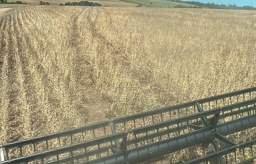 Paraguay. La cosecha de soja continúa, pero con resultados disparejos.