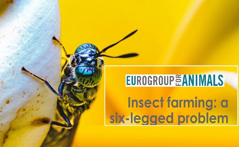 Europa. Cuestionan el uso de insectos en la alimentación humana y animal.