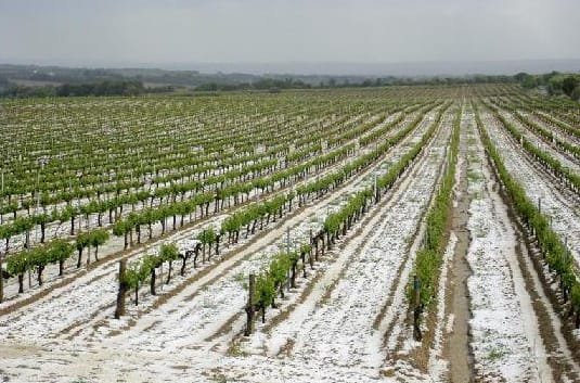 Una feroz tormenta en Mendoza  arrasó con miles de hectáreas de viñedos, durazneros