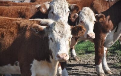 Dilave. Nueva app permite obtener constancia de inoculación con hemovacuna Rubino