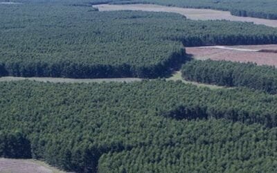 1987 marcó el despegue del desarrollo forestal en Uruguay.