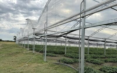 La Dirección de la Granja prorrogó el apoyo para recomposición de cobertura  y modernización para hortícultura bajo protección.