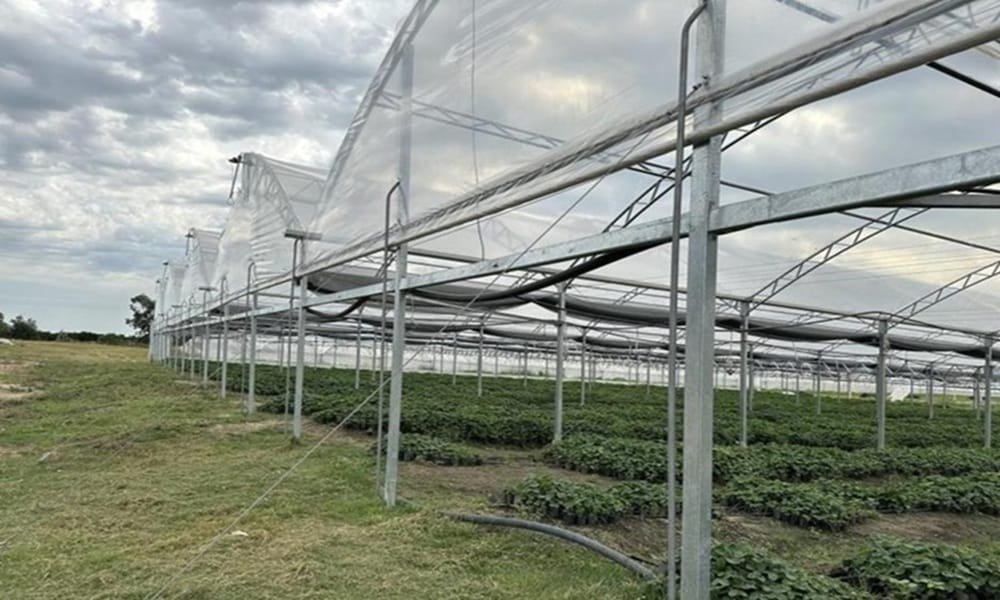 La Dirección de la Granja prorrogó el apoyo para recomposición de cobertura  y modernización para hortícultura bajo protección.