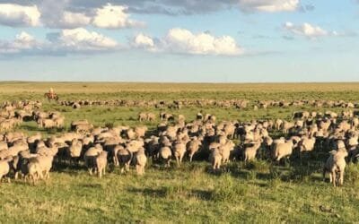 En enero las exportaciones ovinas aumentaron 5,2%