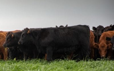 Plaza Rural realizará el Especial Angus.